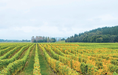 Babich Wines - Marlborough Cowslip Valley Vineyard New Zealand Wine