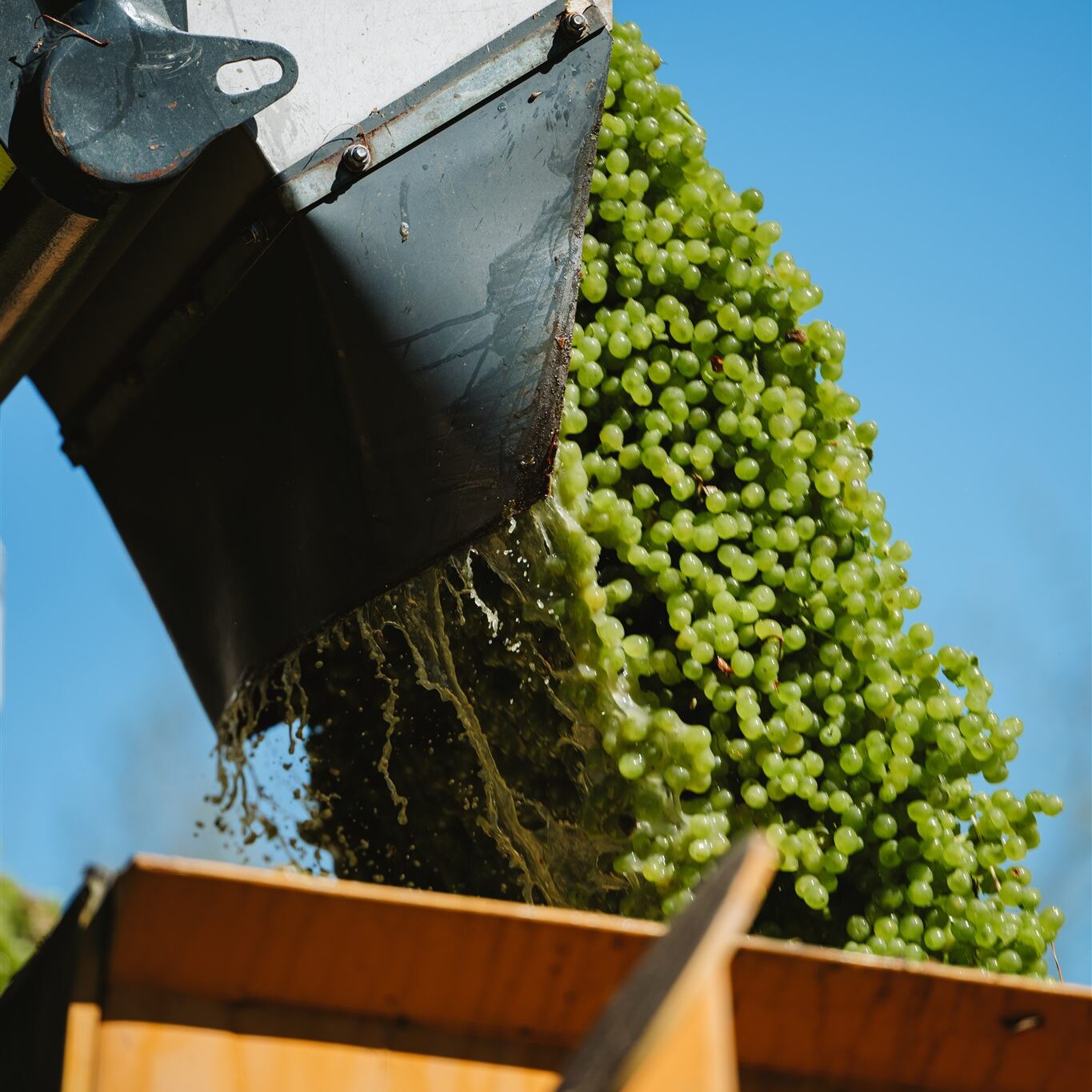 Babich Wines New Zealand Marlborough Sauvignon Blanc Grapes being Harvested in the Vineyard