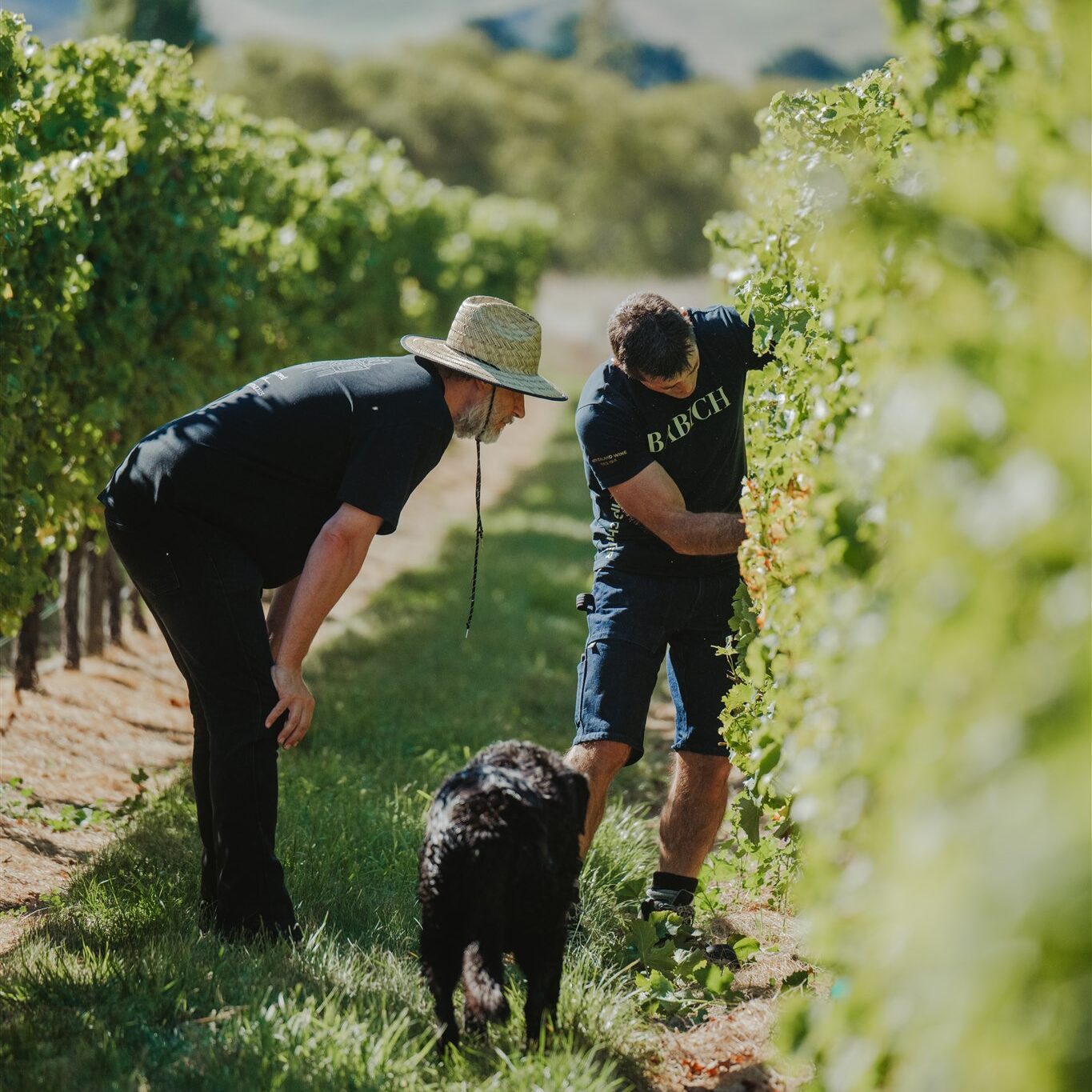 Babich Wines Winemakers inspecting Sauvignon Blanc grapes in a Marlborough Vineyard