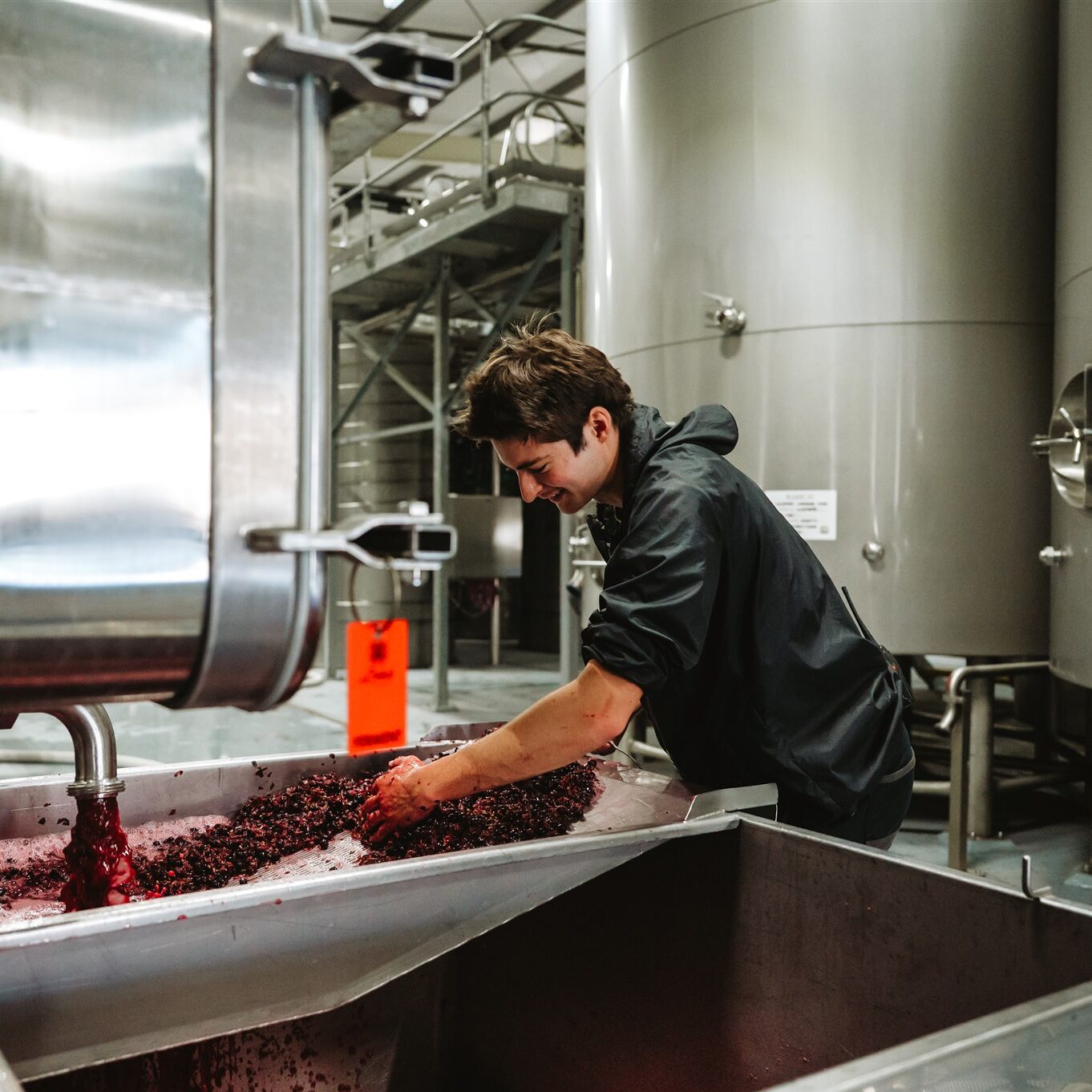 Babich Wine Marlborough Winery Team Member working with New Zealand Pinot Noir Grapes